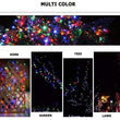 5Mtr Home Decoration Diwali & Wedding LED String Light