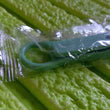 Nail Clippers Adult Nail Clippers Plastic/Hardware Green Nail Clippers