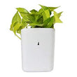 Hanging planter pot, perfect for small spaces.