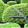 Sturdy garden big scissor for pruning.